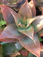 Aloe Striata Hybrid