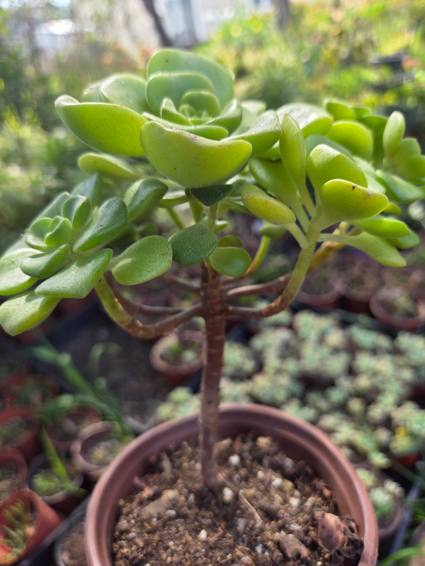 Aeonium Lily Pad Bouquet  (4" Pot)