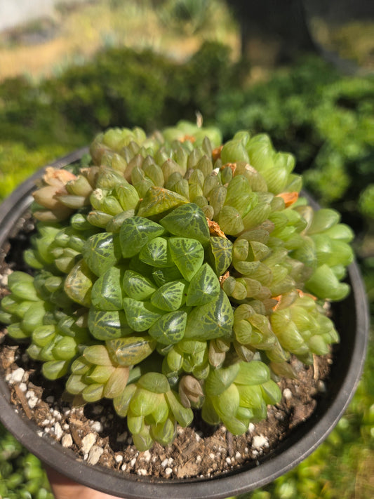 Hawortia Obtusa Crested (6" pot)