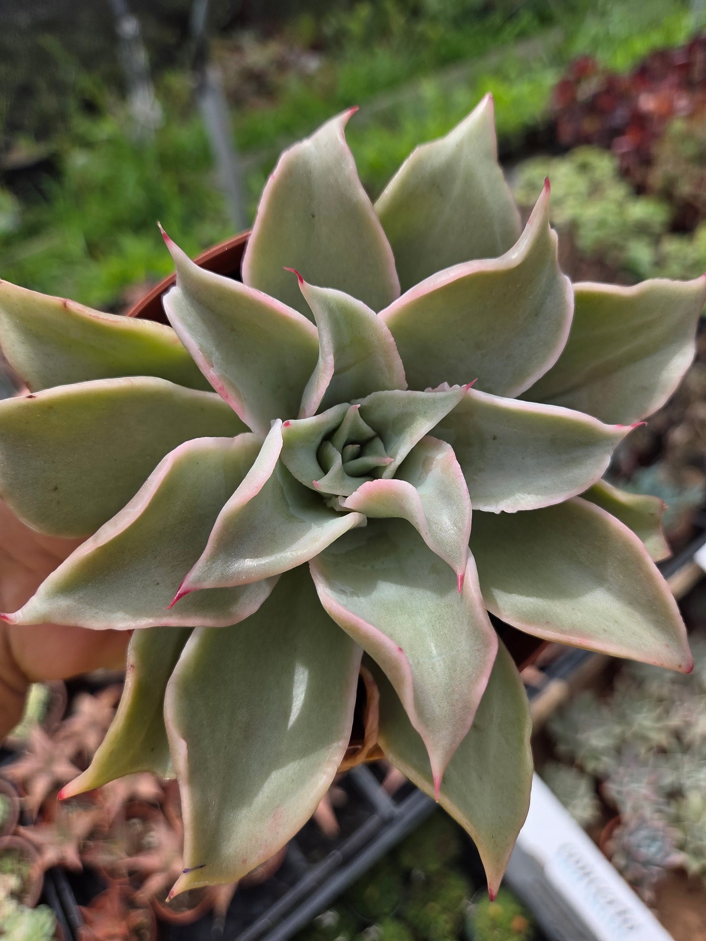 Echeveria Madiba