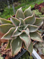 Echeveria Madiba