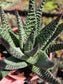 Gasteria Okabanga (4" Pot) Succulent Plant