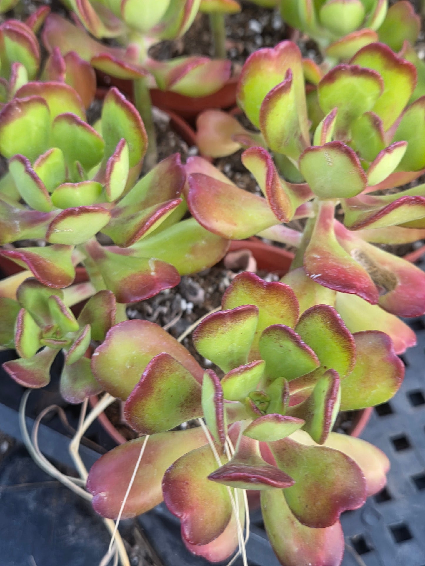 Sedum Dendroideum (4" pot)