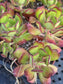 Sedum Dendroideum (4" pot)