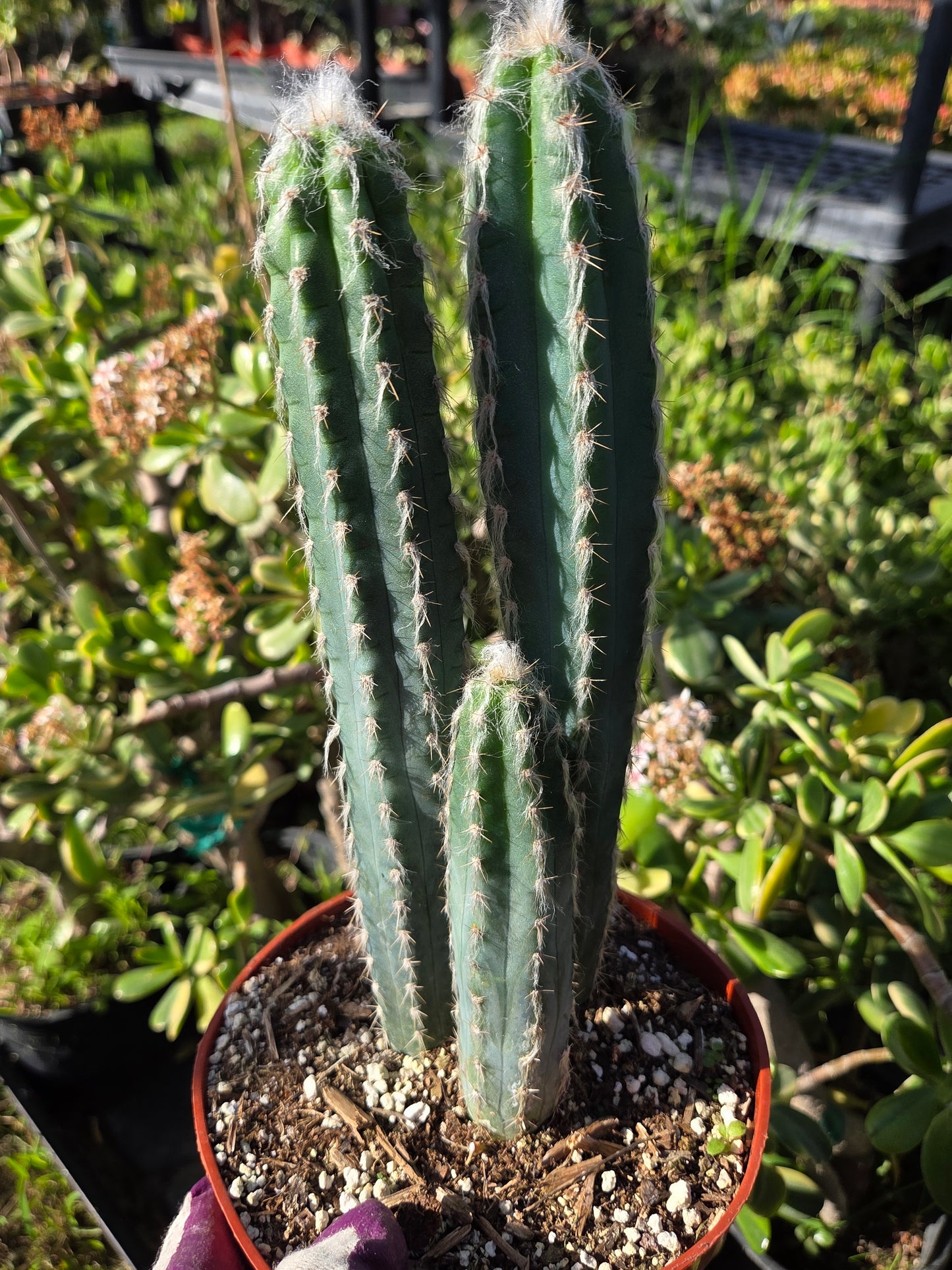 Blue Torch Cactus