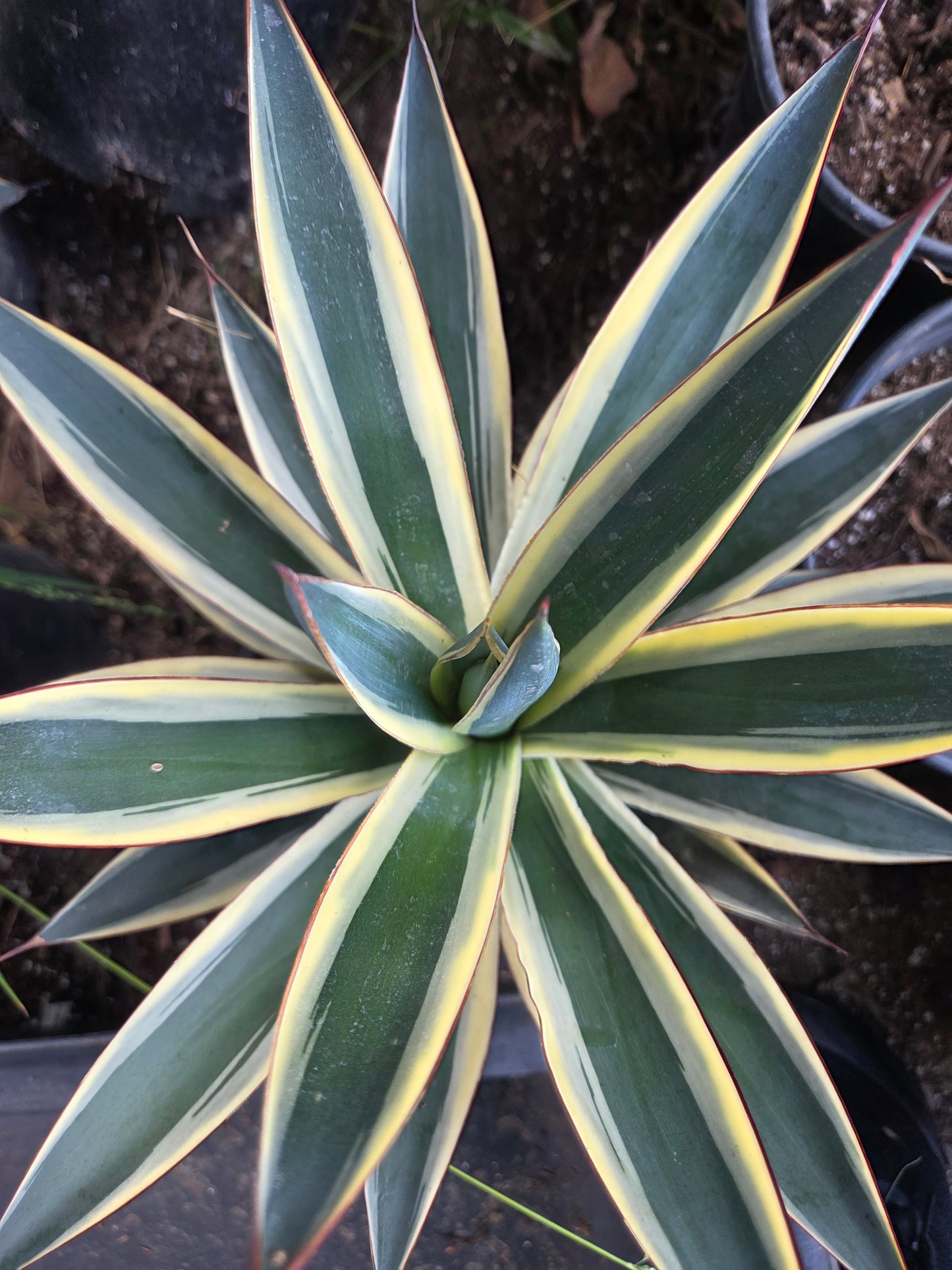 Agave Blue Glow Variegated, Agave Snow Glow (5 Gal. Pot)
