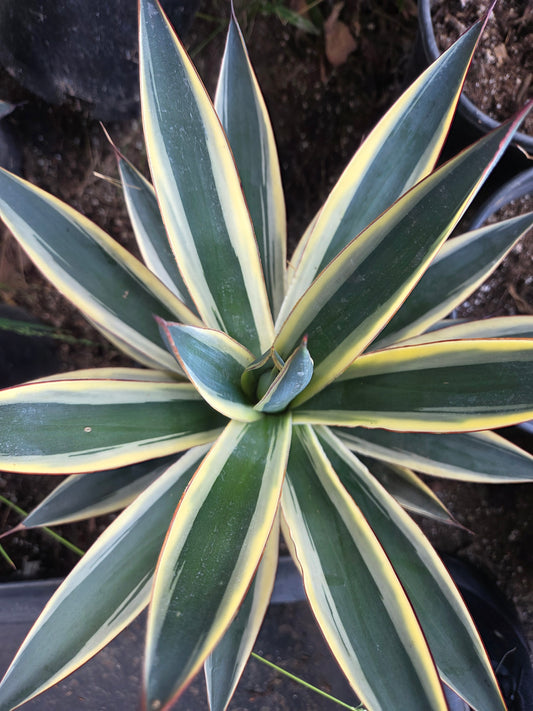 Agave Blue Glow Variegated, Agave Snow Glow (5 Gal. Pot)