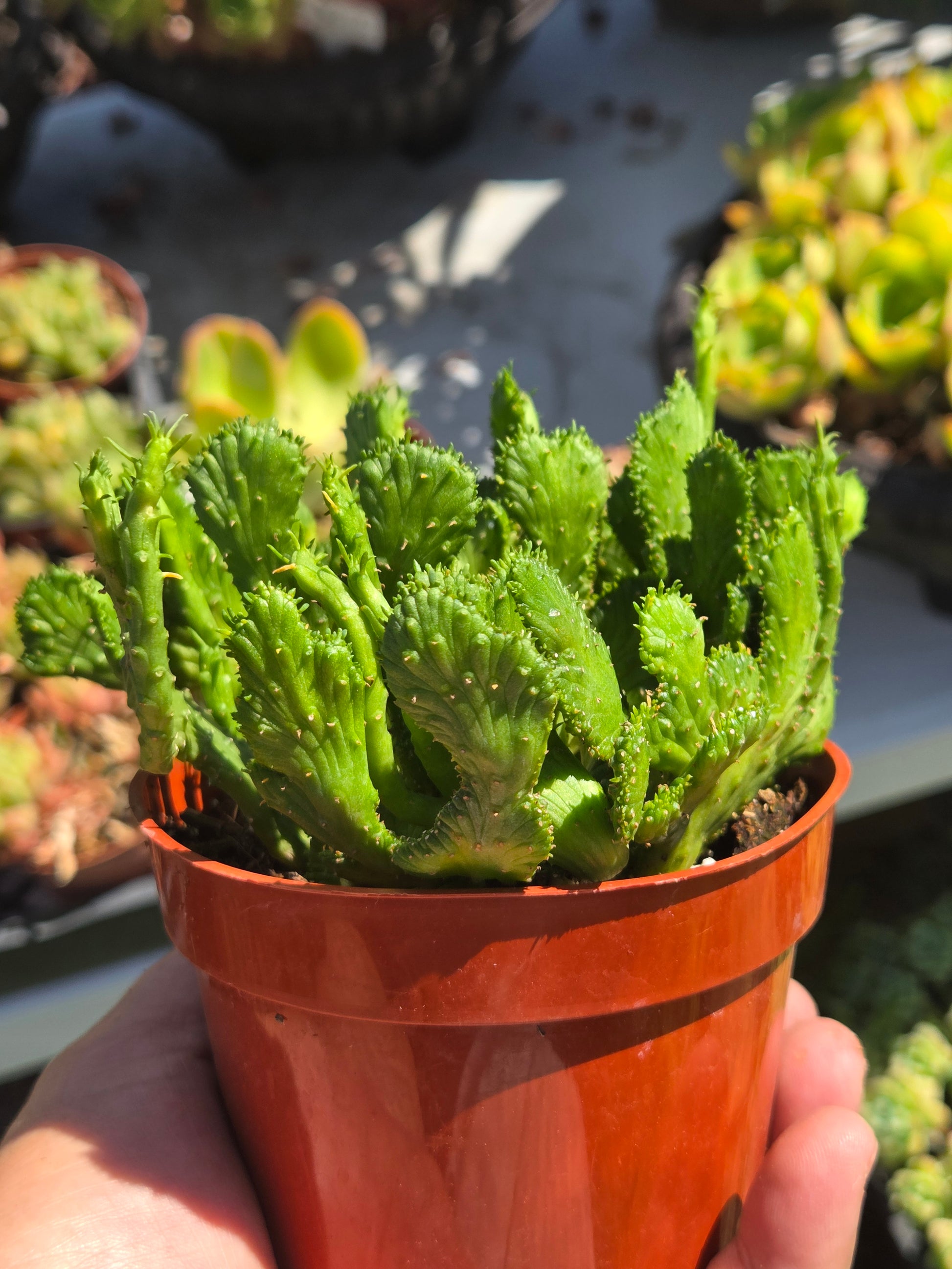 crested medusa succulent 4" Euphorbia Flanaganii Medusa Crested – Beaultiful Desert Plants