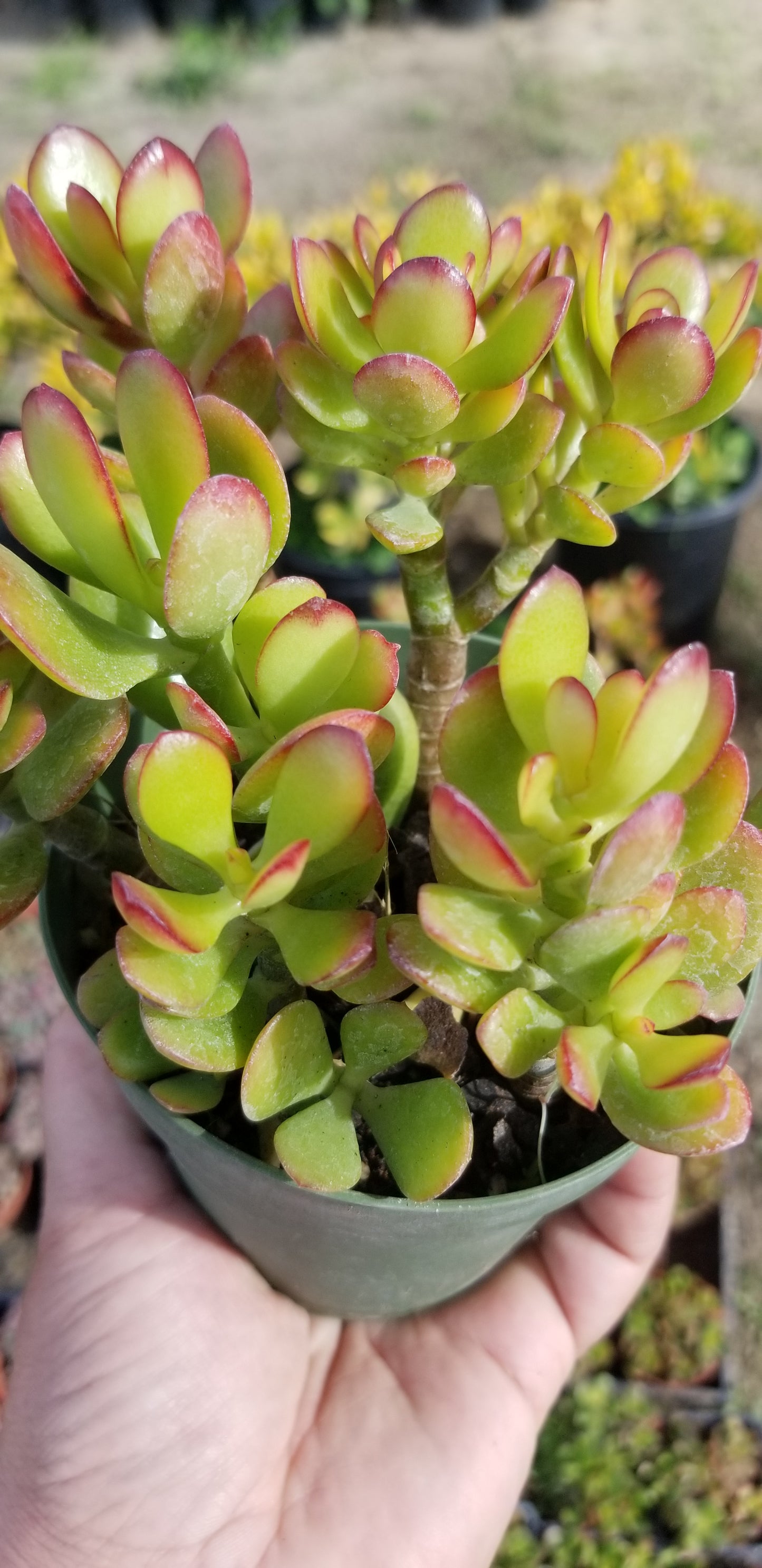 4" Crassula Ovata Crosby's Compact