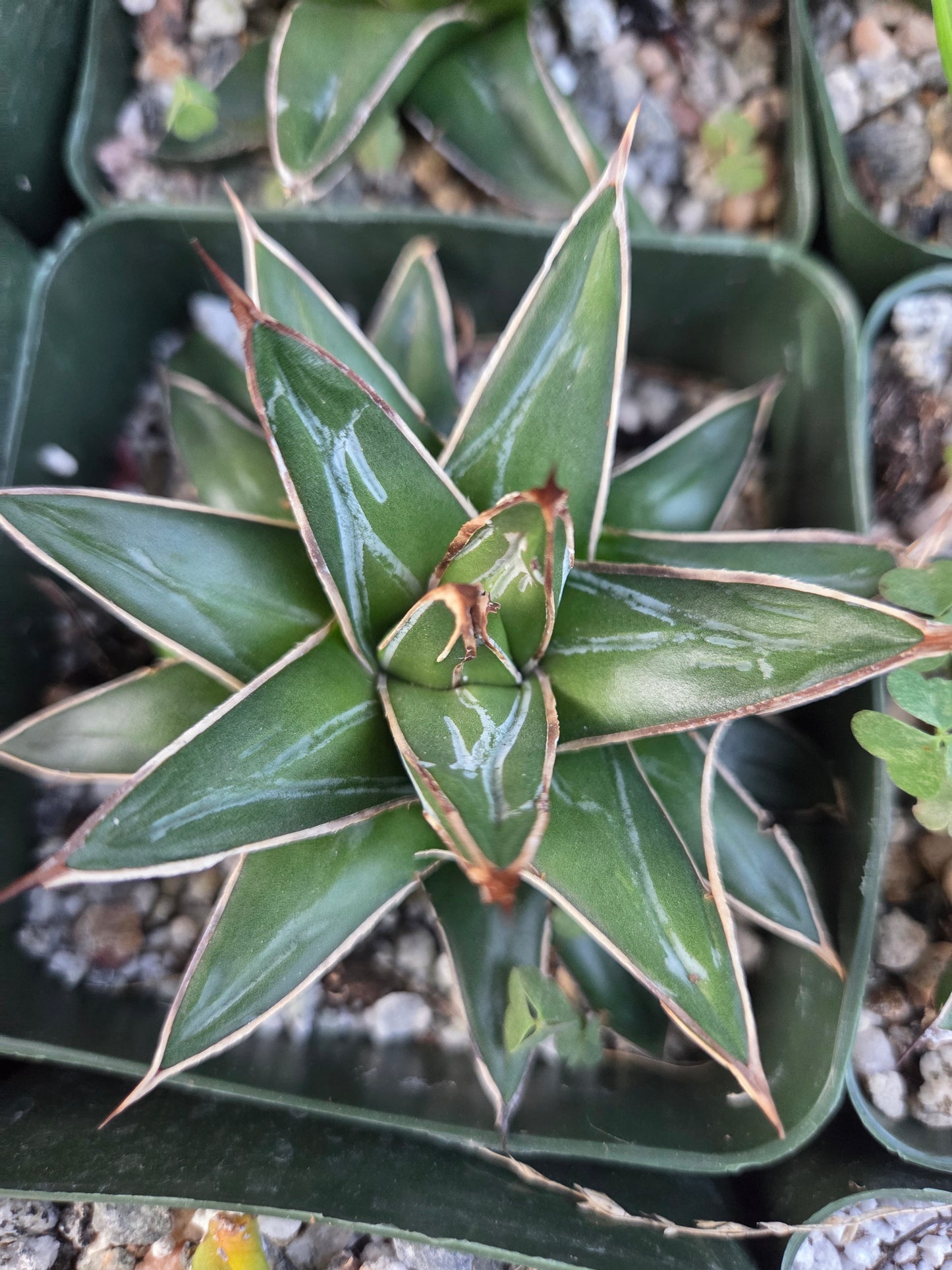 Baby Agave Victoria Reginae (4" pot)