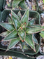 Baby Agave Victoria Reginae (4" pot)