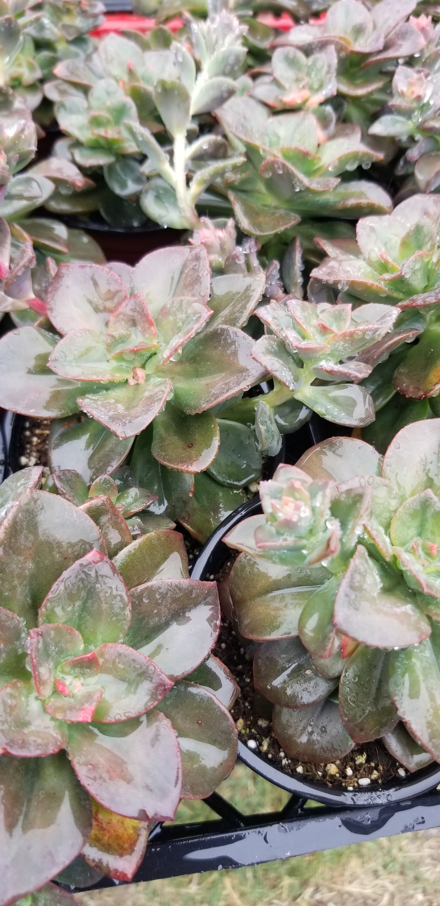 Echeveria Croma (4" pot) Succulent plant