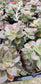 Echeveria Croma (4" pot) Succulent plant