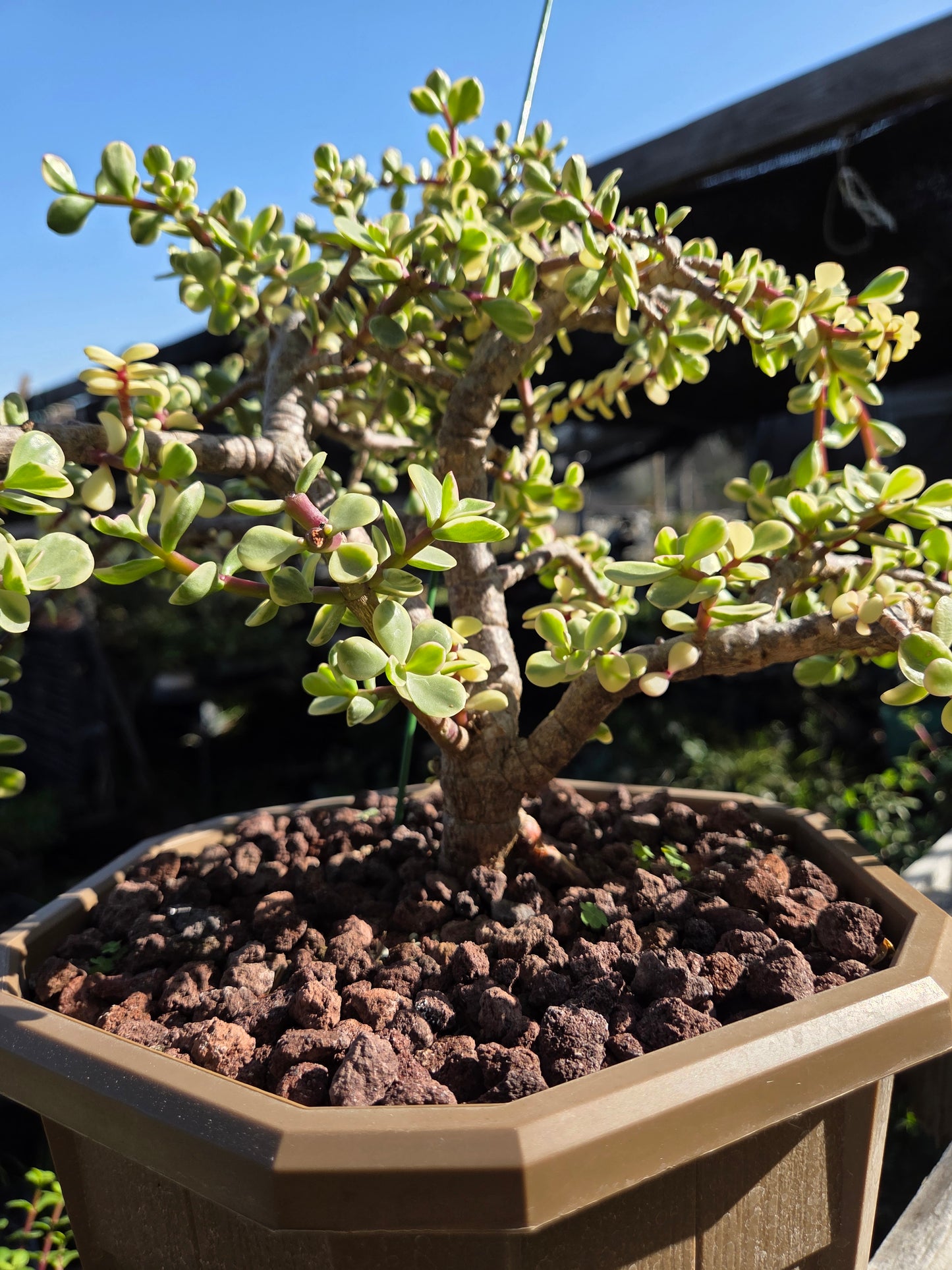Portulacaria Afra Variegated Tree " Variegated Elephant Bush Tree" Bonsai Tree