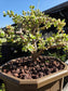 Portulacaria Afra Variegated Tree " Variegated Elephant Bush Tree" Bonsai Tree