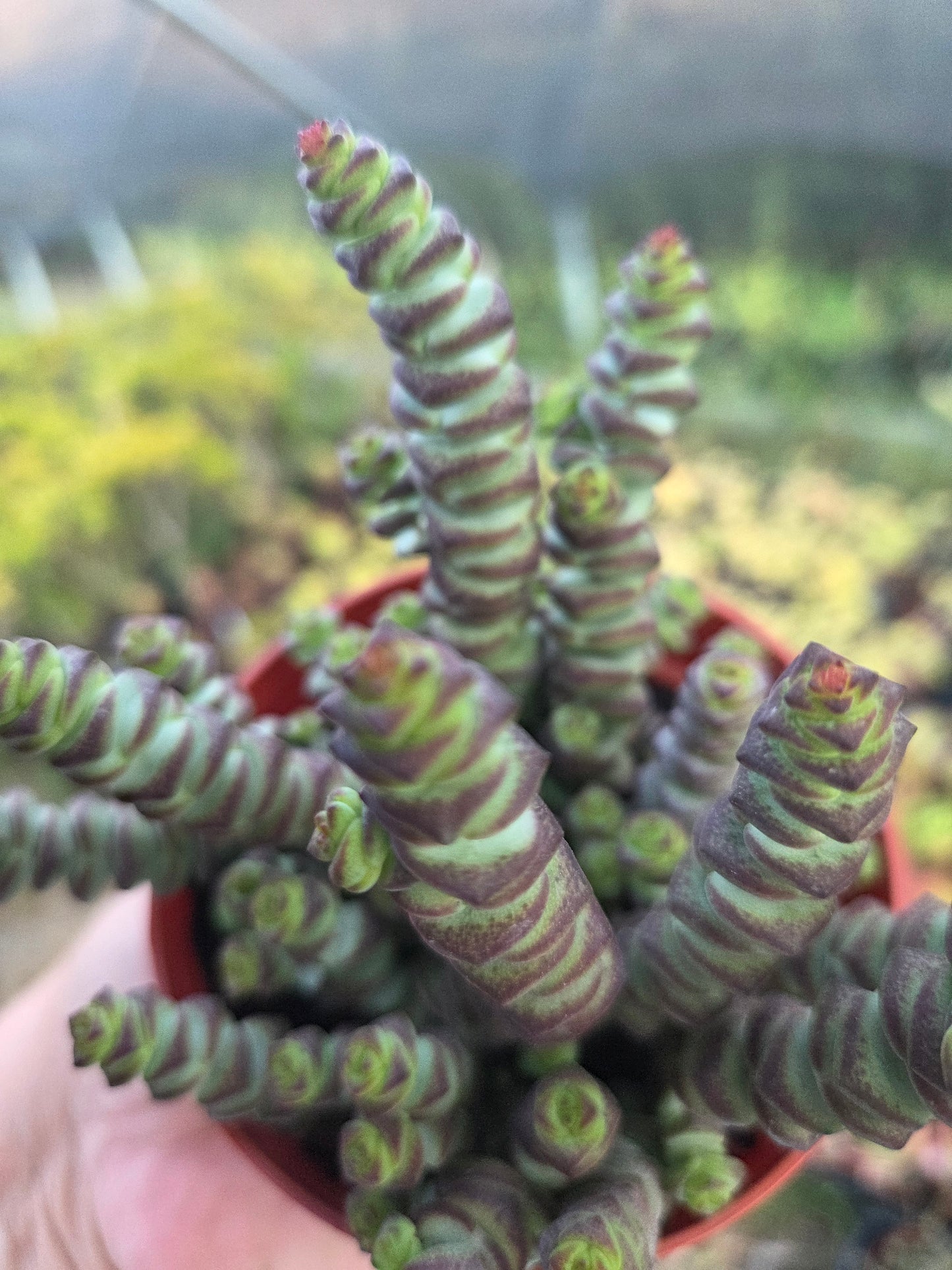 Crassula Marnieriana "Baby Neckles" (4" pot) Succulent plant