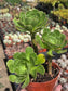 4" Green Aeonium Arboreum (3 rossetas in each pot) Succulent plant