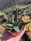 Gasteria Okabanga (4" Pot) Succulent Plant