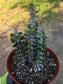 Alludia Procera Madagascar "Ocotillo" Cactus (6" Pot)