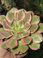 Aeonium Pink Lady (4" pot)