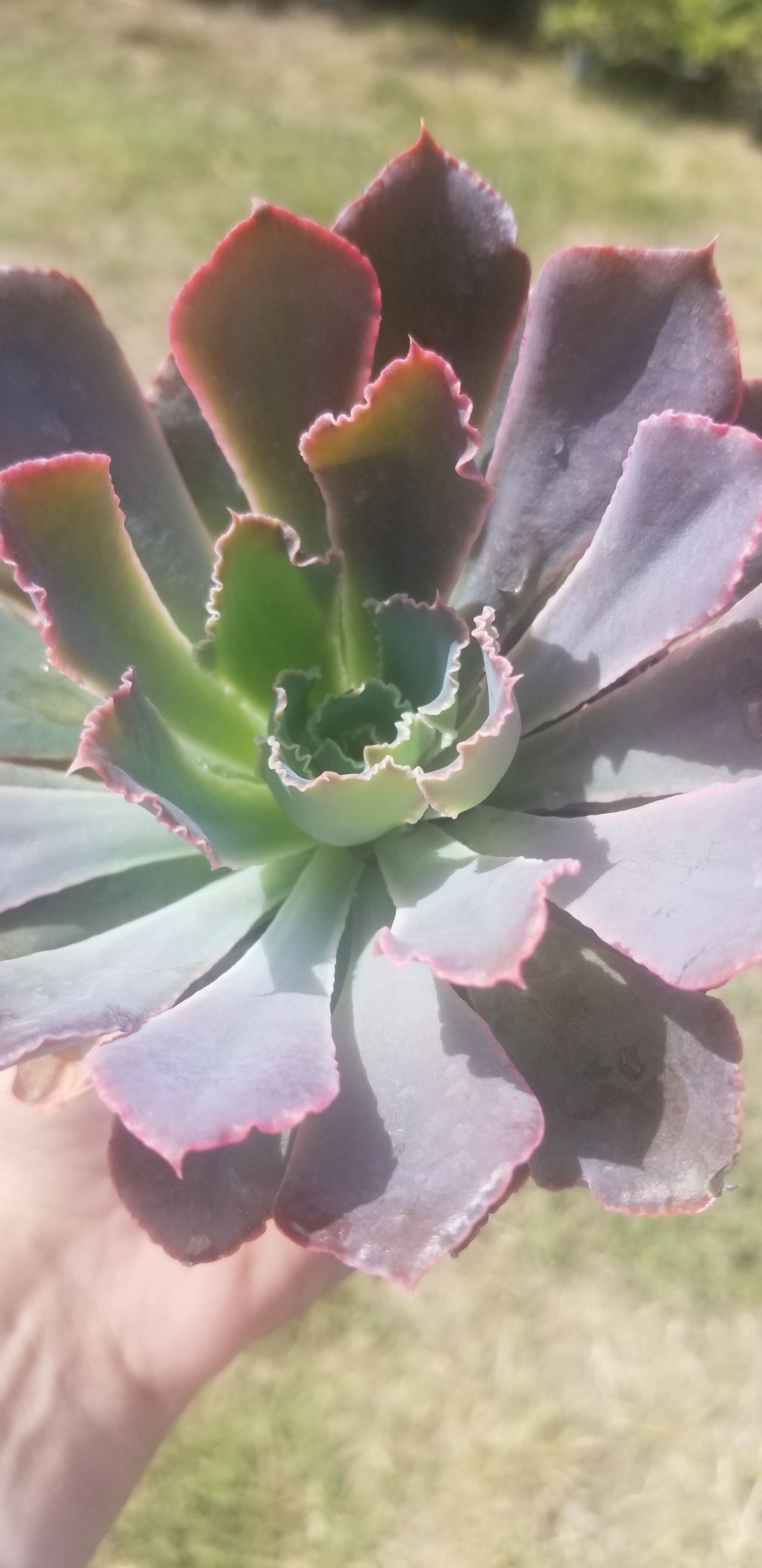 4" Echeveria Neon Breakers