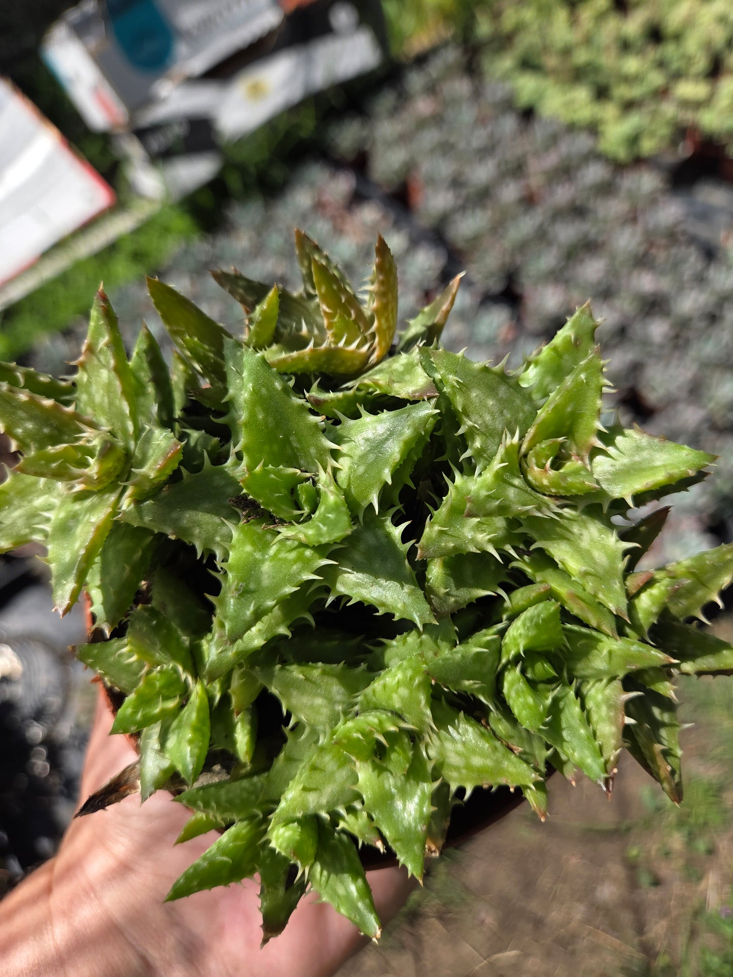 Aloe Juvenna, Tiger Tooth Aloe, Succulent Plant (4" Pot)