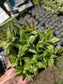 Aloe Juvenna, Tiger Tooth Aloe, Succulent Plant (4" Pot)