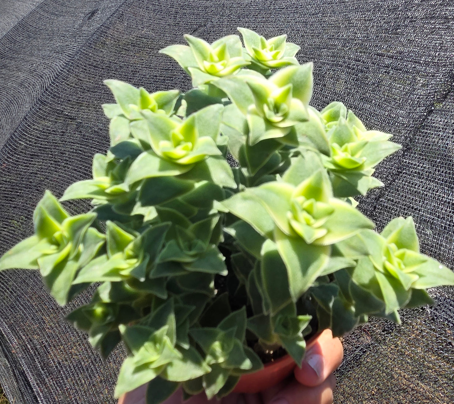 Crassula Perfolata Variegated "Strings of Bottons Variegated (4" pot) Succulent Plant