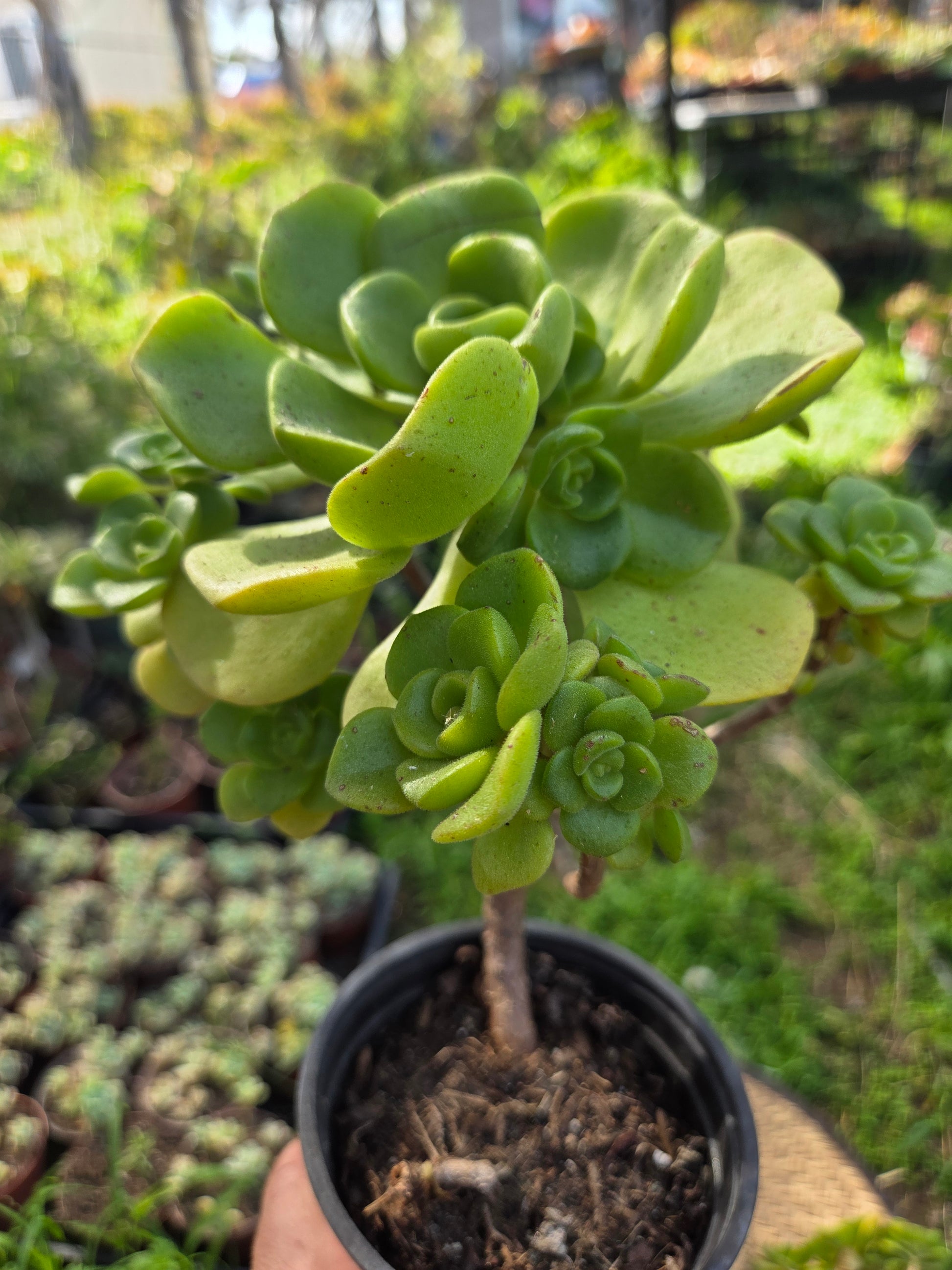 aeonium succulent plants Aeonium Lily Pad Succulent with Care Guide