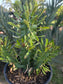 Euphorbia Royleana (1 Gal. Pot)