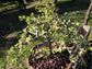 Portulacaria Afra Variegated Tree " Variegated Elephant Bush Tree" Bonsai Tree