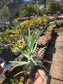 Aloe Arborenscens