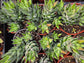 Haworthia Coarctata (4" pot)