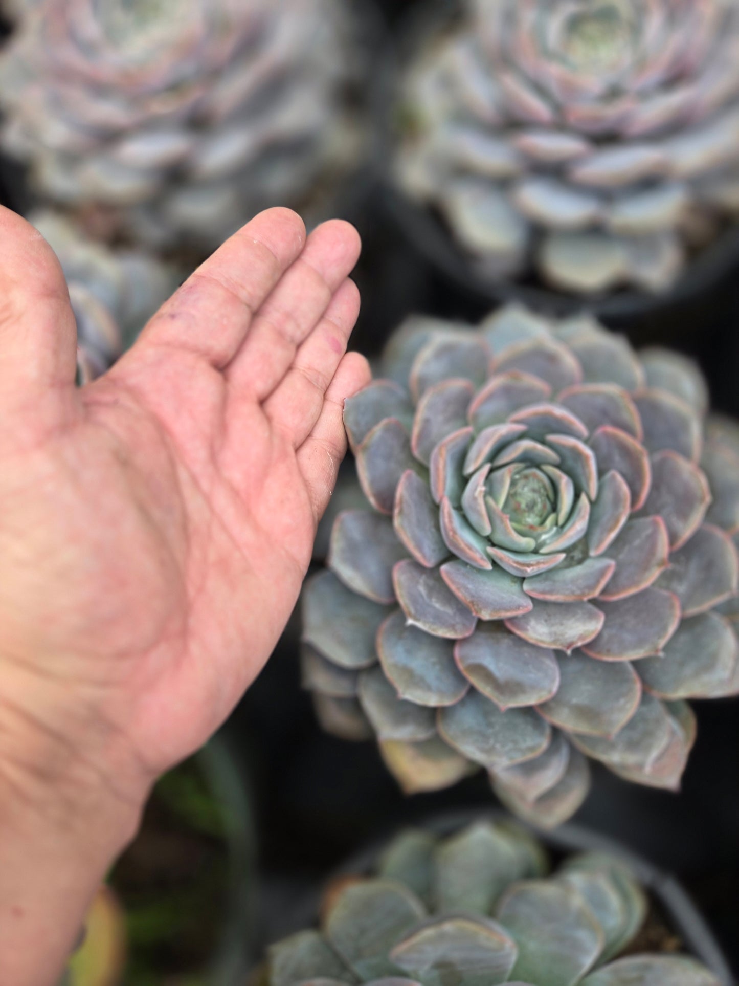 Echeveria Orion (1 gal. Pot) Succulent plant