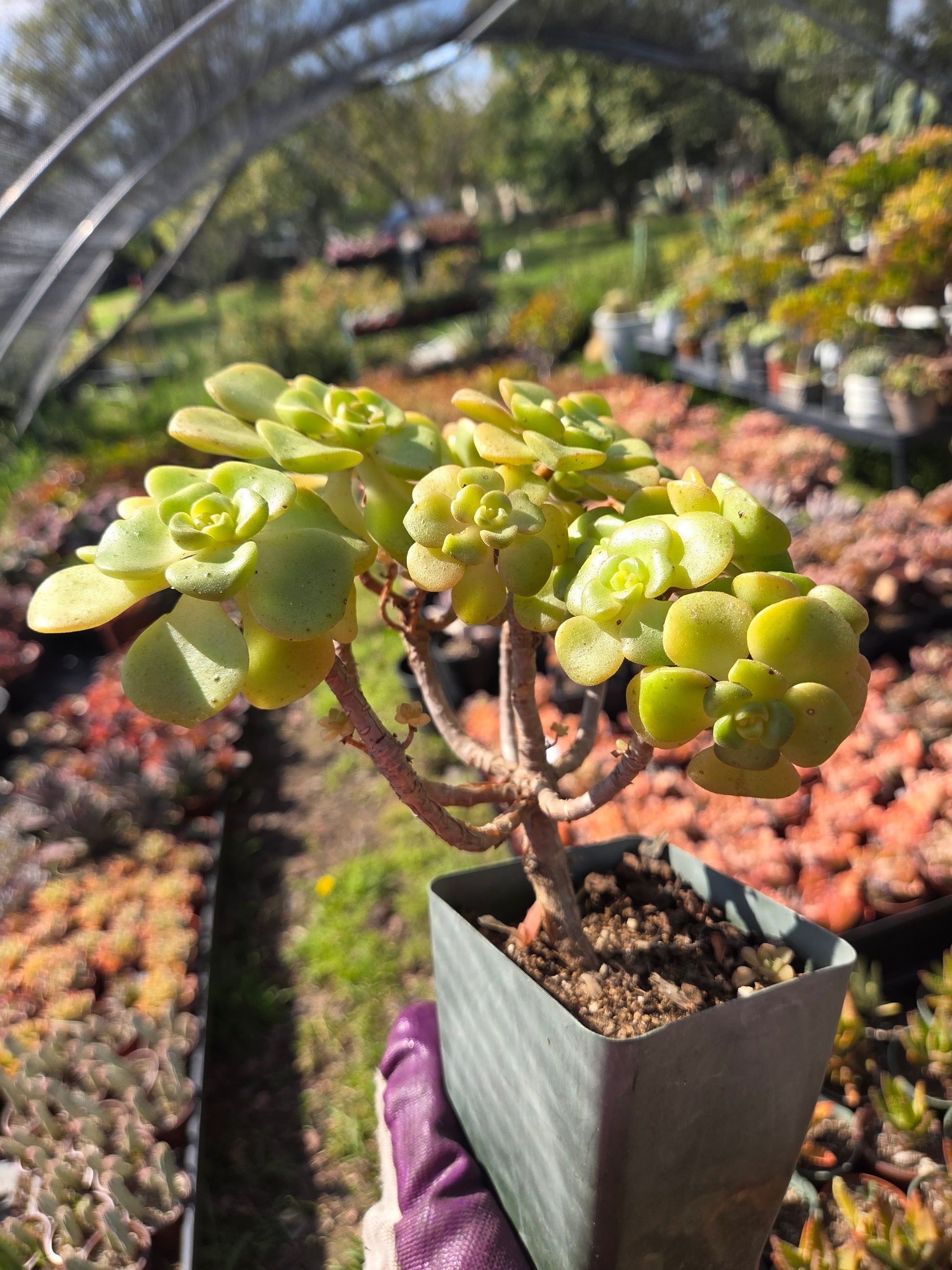 Aeonium Lily Pad Succulent with Care Guide