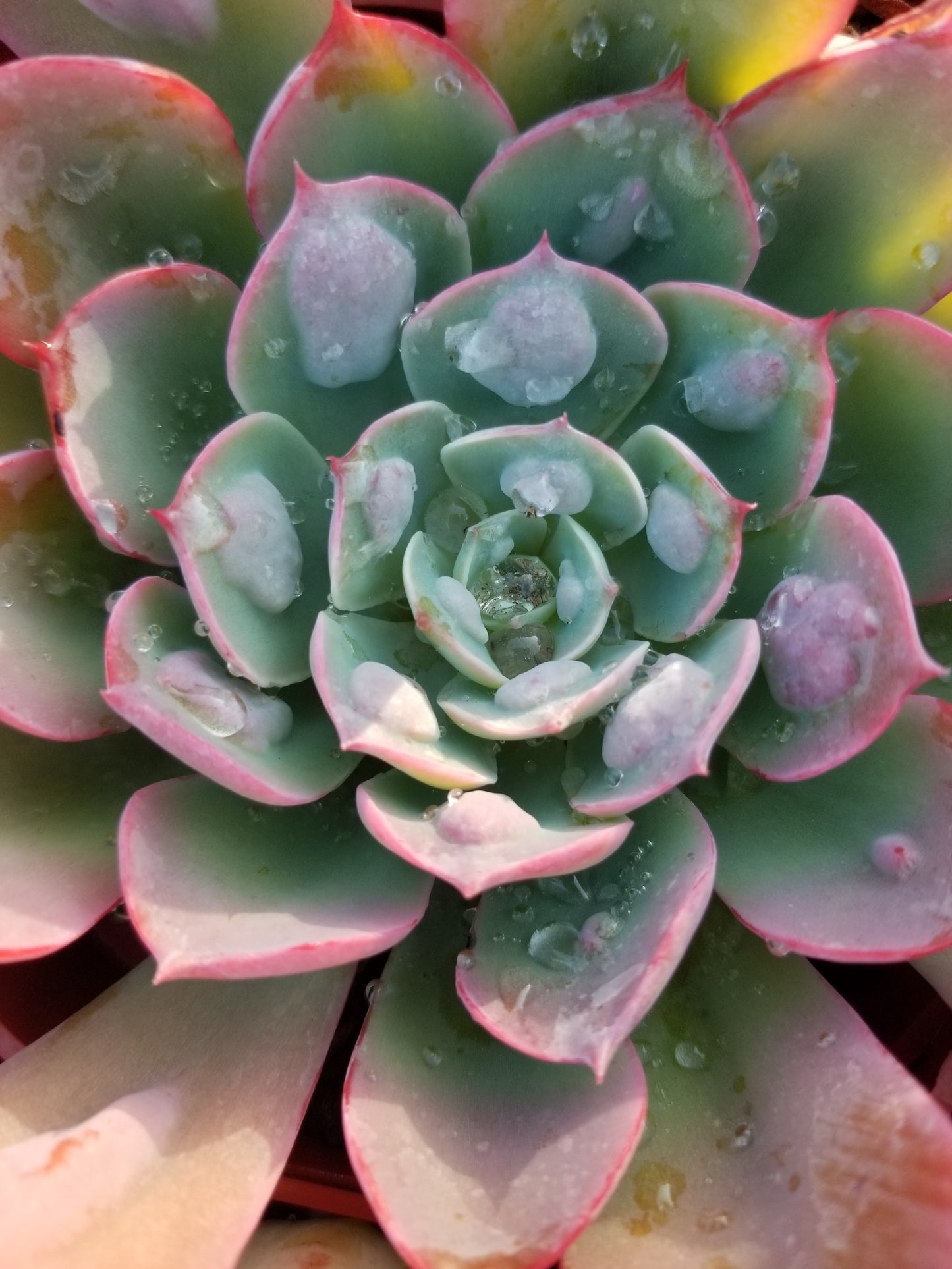 4" Echeveria Raindrops