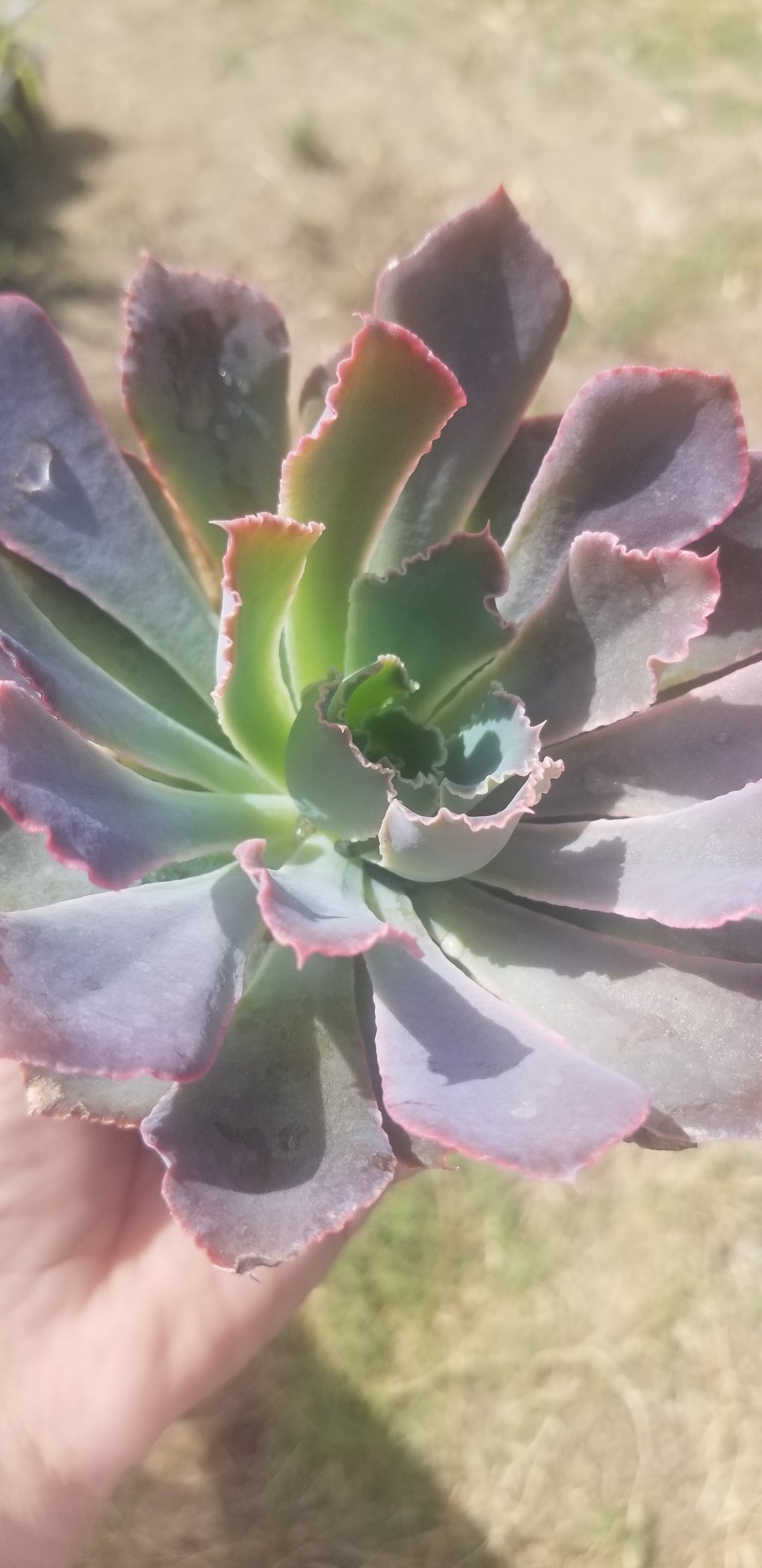 4" Echeveria Neon Breakers