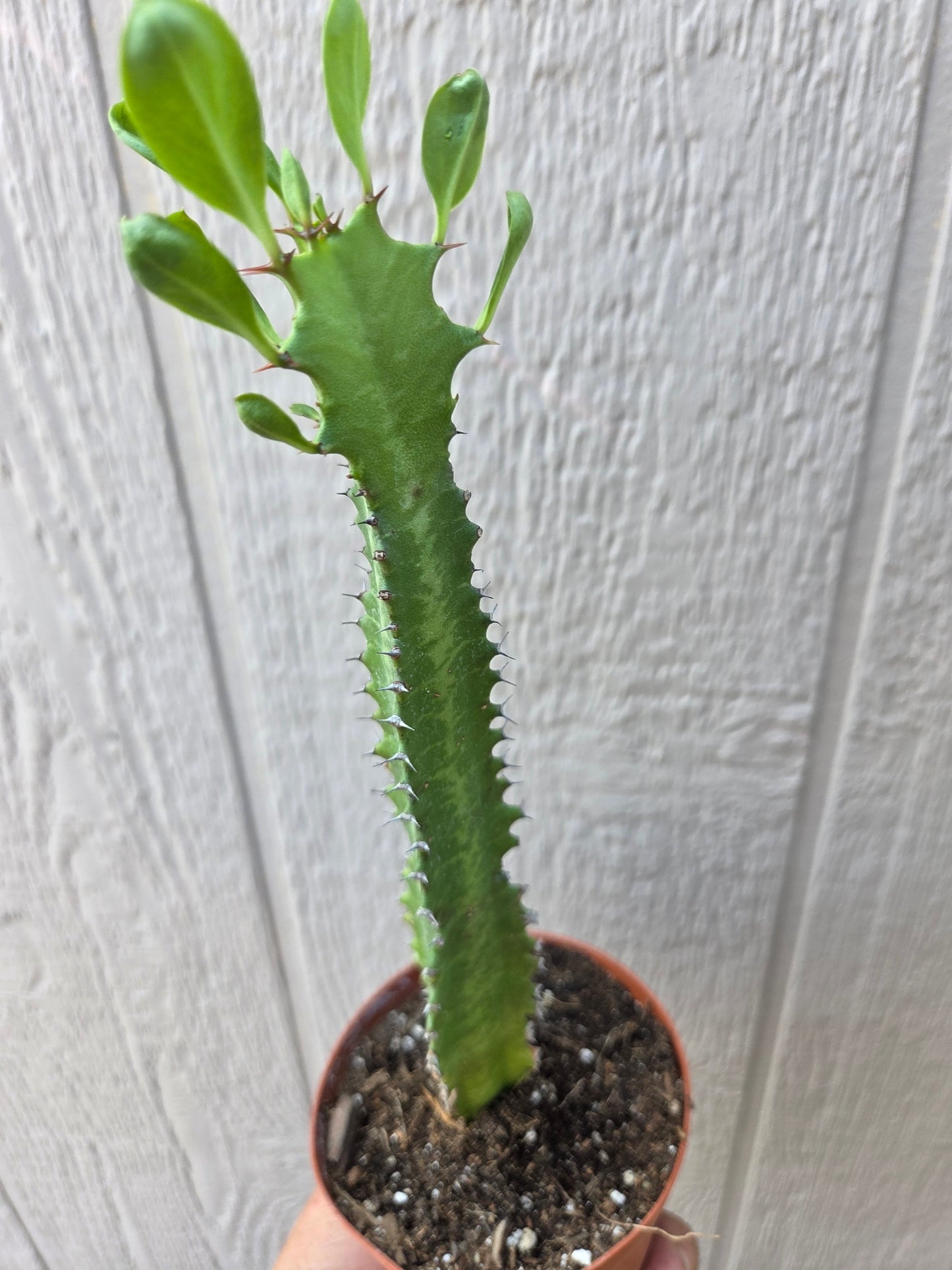 Euphorbia Trigona Milk Tree (4" pot)