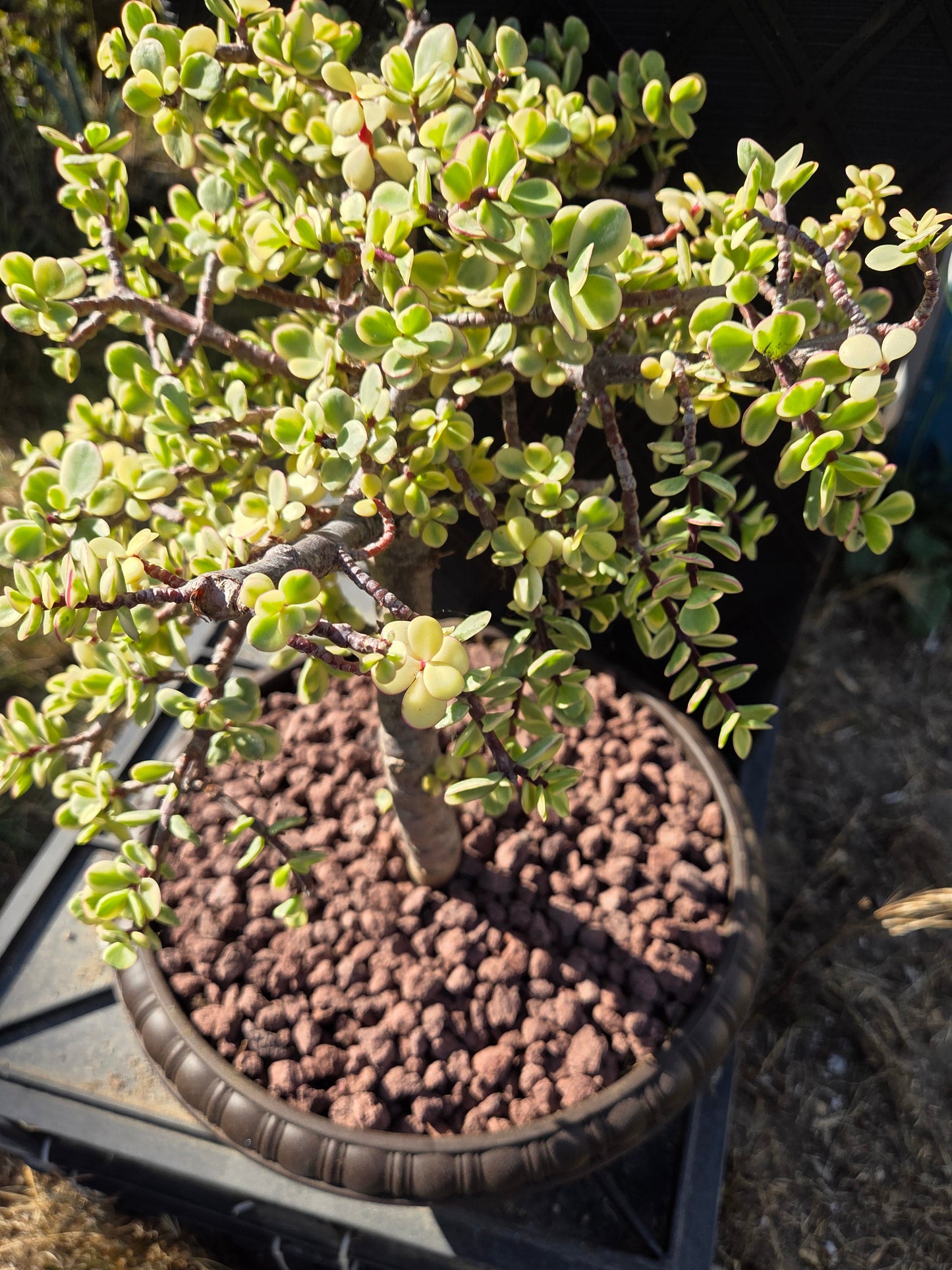 Portulacaria Afra Variegated Tree " Variegated Elephant Bush Tree" Bonsai Tree