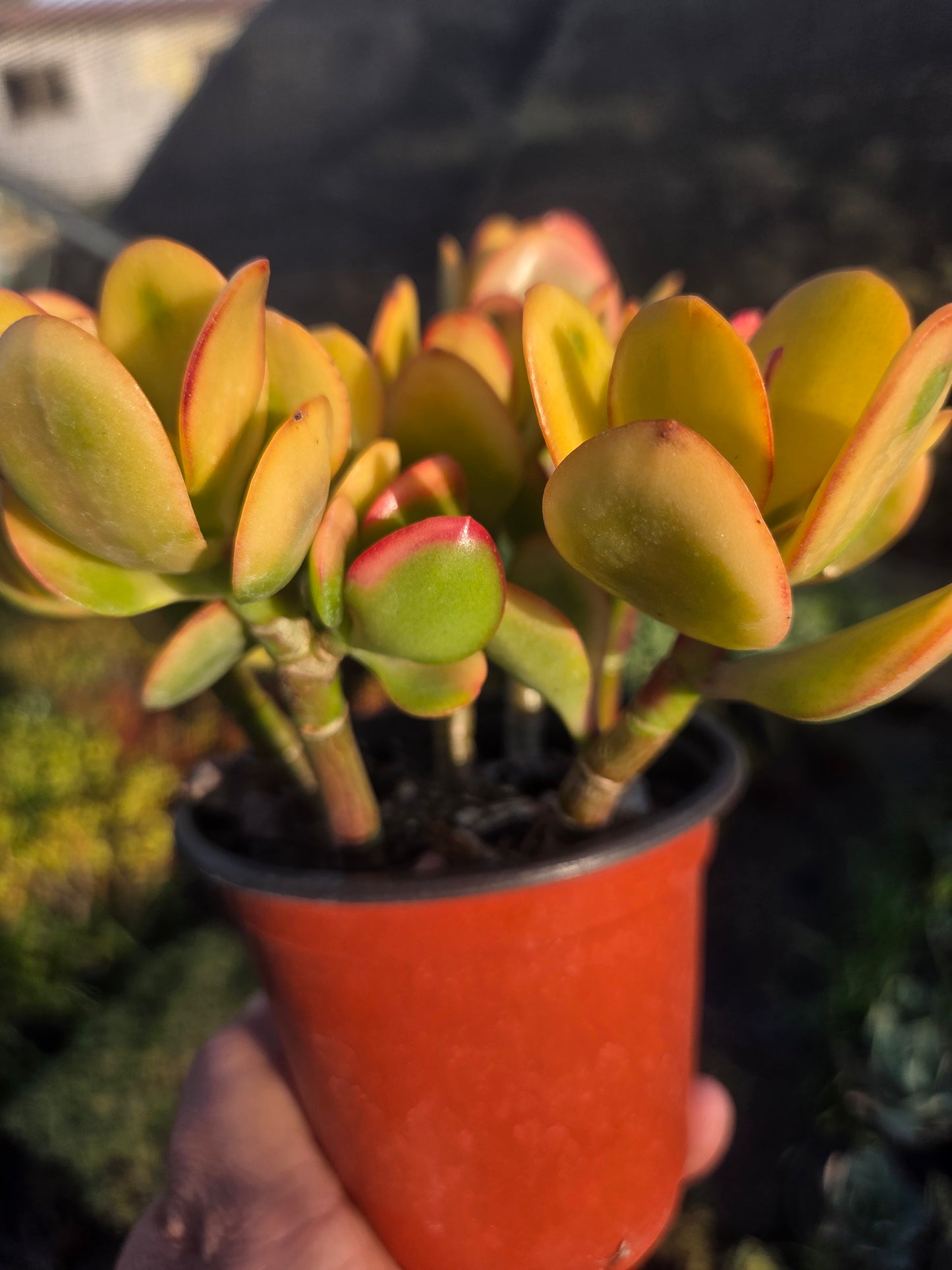 Crassula Ovata Hummel's Sunset (4" Pot)