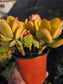 Crassula Ovata Hummel's Sunset (4" Pot)