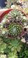 Sempervivum Arachnoideum  (4"Pot)