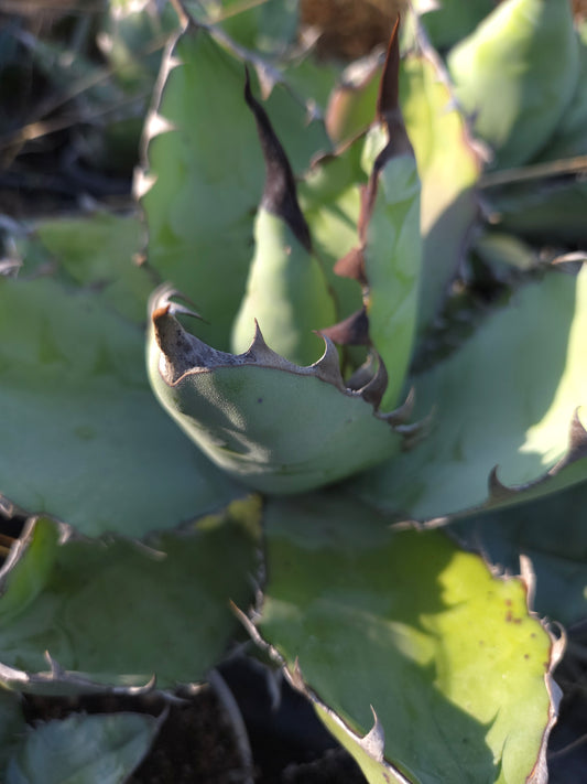 Agave Titanota "Black and Blue"