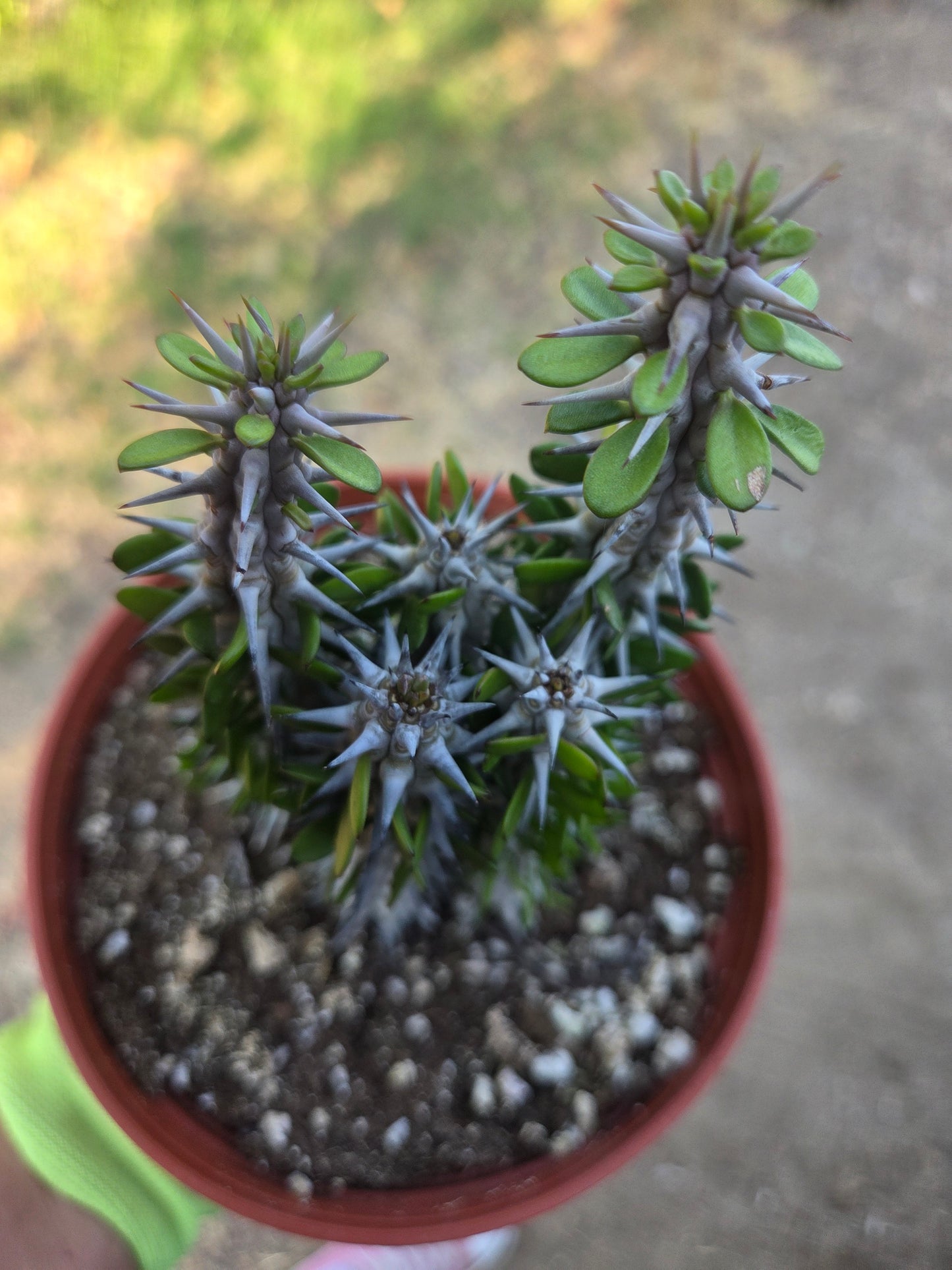 Alludia Procera Madagascar "Ocotillo" Cactus (6" Pot)