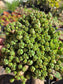 Euphorbia Submammillaris Montrose (1 Gal. pot)