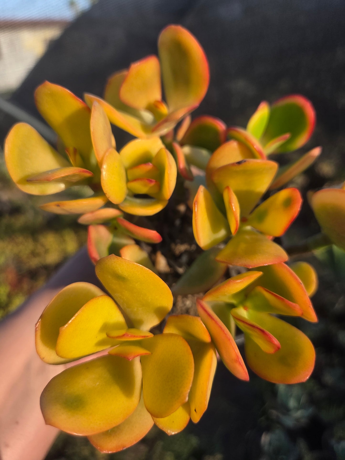 Crassula Ovata Hummel's Sunset (4" Pot)