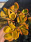 Crassula Ovata Hummel's Sunset (4" Pot)