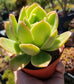 Echeveria Padilla, (4" pot) succulent plant