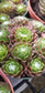 Sempervivum Arachnoideum  (4"Pot)