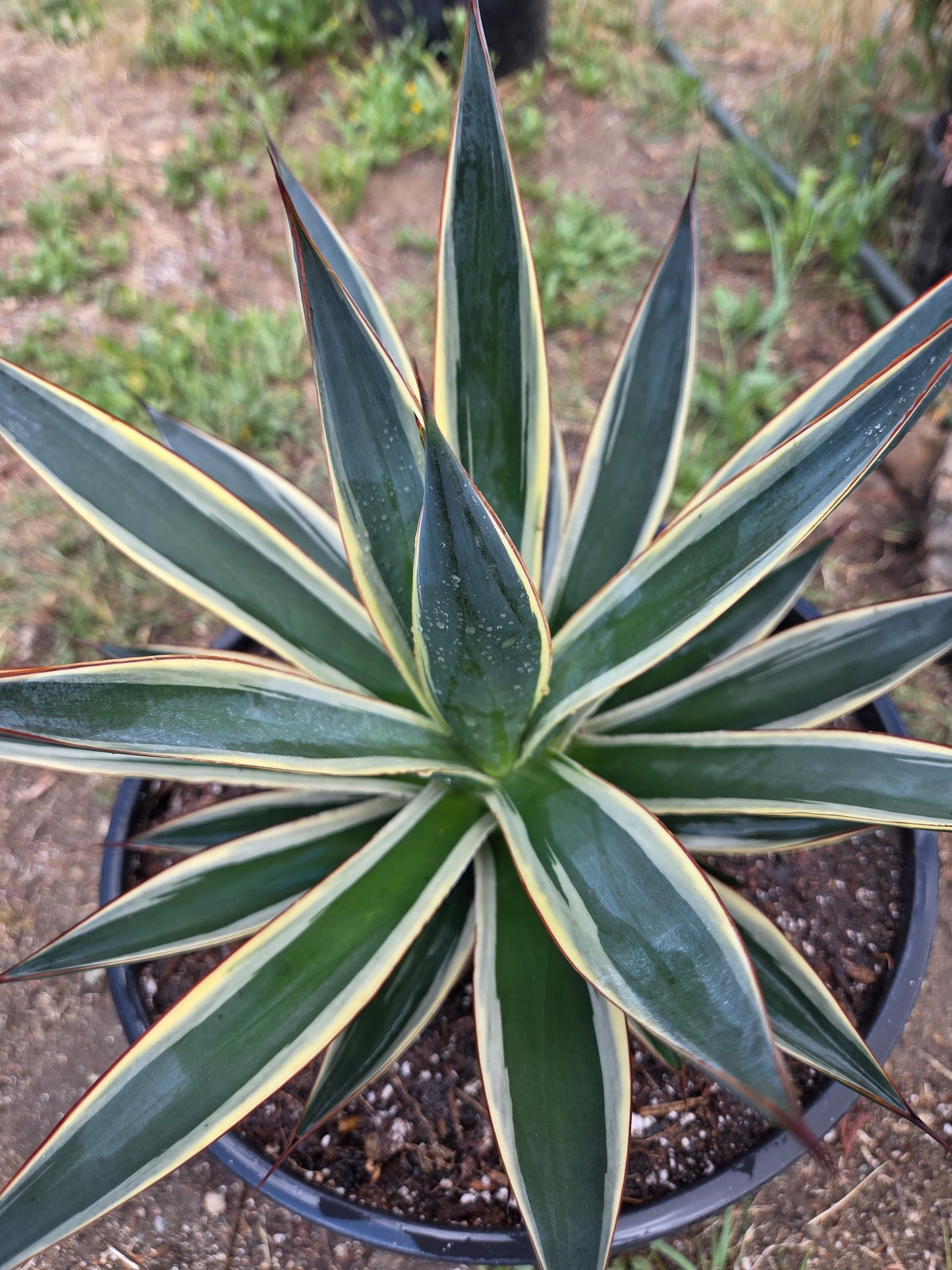 Agave Blue Glow Variegated, Agave Snow Glow (5 Gal. Pot)